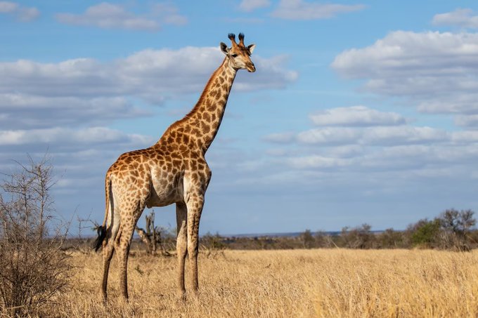 As girafas estão em extinção!